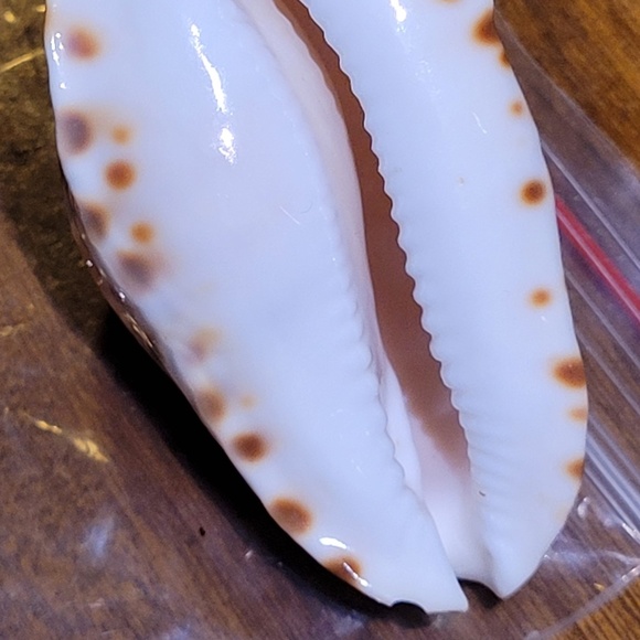 Cypraea (Zoila) mariginata (consueta) - Picture 6 of 8